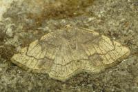 Stegania trimaculata