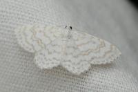 Asthena albulata
