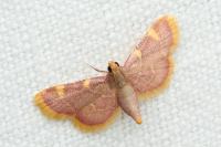 Hypsopygia costalis
