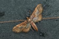 Hydriris ornatalis