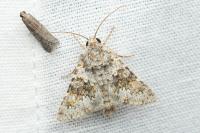 Hecatera dysodea