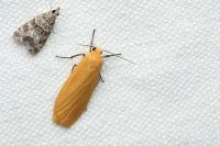 Wittia sororcula