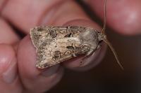 Agrotis bigramma