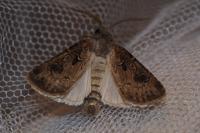 Agrotis bigramma