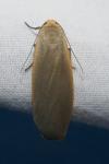 Collita griseola