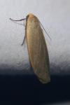 Collita griseola