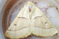 Crocallis elinguaria