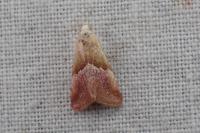 Eublemma parva