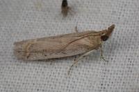 Gymnancyla canella