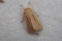 Mythimna straminea