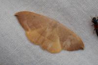 Watsonalla uncinula