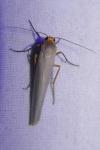 Eilema caniola