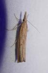 Pediasia contaminella