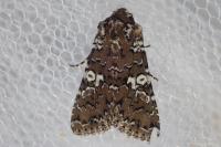 Hadena albimacula