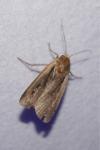 Ochropleura plecta