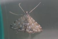 Elophila nymphaeata