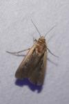 Ochropleura plecta
