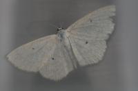 Scopula immutata