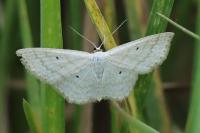Scopula immutata