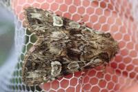 Pachetra sagittigera