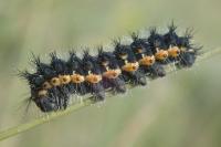 Saturnia pavoniella