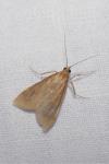 Udea ferrugalis