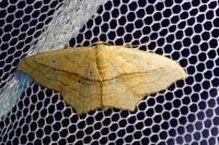 Scopula imitaria