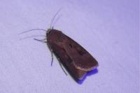Agrotis exclamationis exclamationis