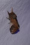 Notodonta ziczac