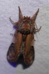 Notodonta ziczac