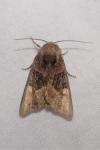 Euplexia lucipara