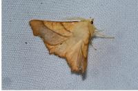 Ennomos fuscantaria