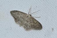 Idaea seriata