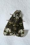 Craniophora ligustri