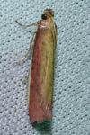 Oncocera semirubella