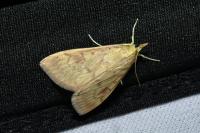 Ostrinia nubilalis
