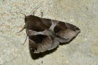 Dysgonia algira