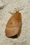 Lasiocampa quercus quercus