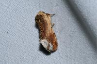 Ptilodon cucullina