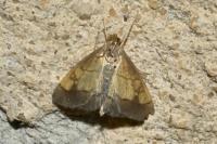 Evergestis limbata