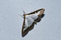 Cydalima perspectalis