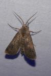 Agrotis bigramma