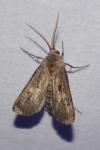 Agrotis bigramma