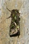 Trachea atriplicis