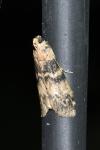 Euzophera pinguis