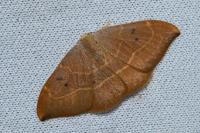 Watsonalla binaria