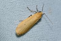 Wittia sororcula