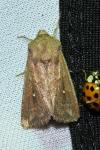 Mythimna albipuncta