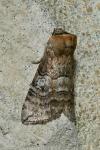 Tethea ocularis