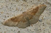 Idaea degeneraria